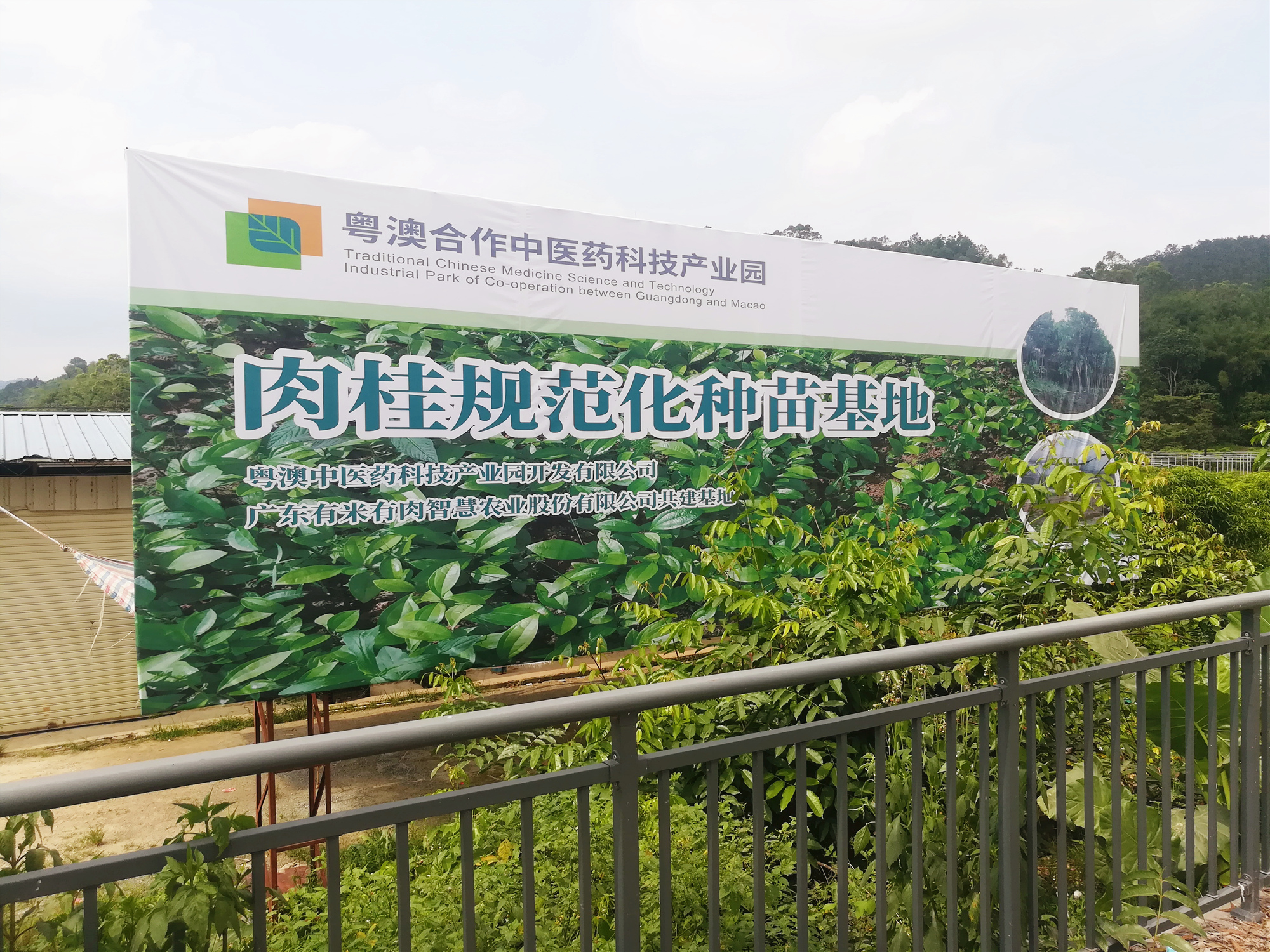 粤澳中医药产业园推动云浮罗定肉桂规范化种植